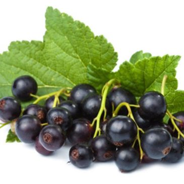 Blackcurrent saision
