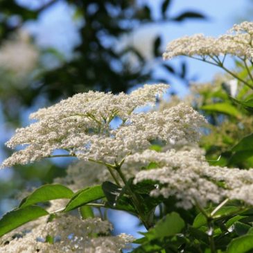 Sommarens öl – Frökens Fläder